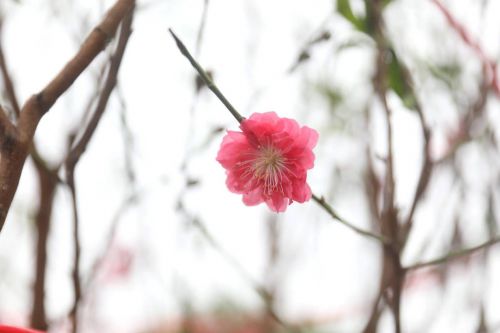七彩跑道、桃花、创意墙绘…2024顺德容桂环岛马拉松赛事亮点纷呈(图4)