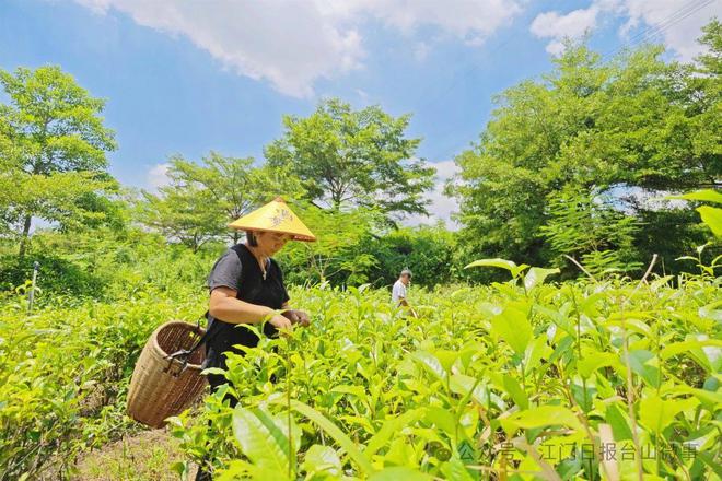 台山四九:描绘森林城镇画卷每万人拥有“绿”217公里(图10) 台山四九:描绘森林城镇画卷每万人拥有“绿”217公里(图10)