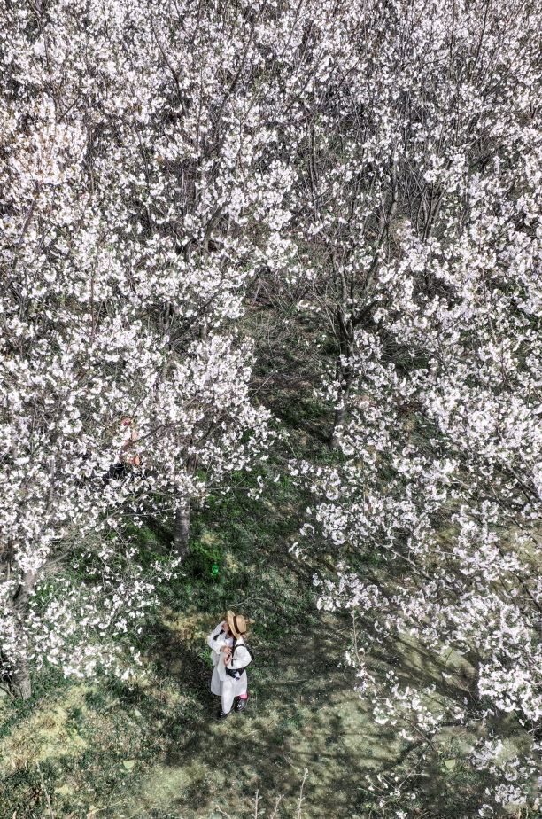 大美春景谁绘就(图2)