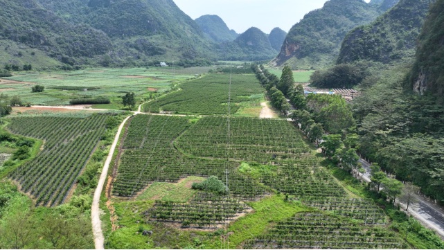 德保县足荣镇:做足特色文章共筑和美乡村(图4) 德保县足荣镇:做足特色文章共筑和美乡村(图4)