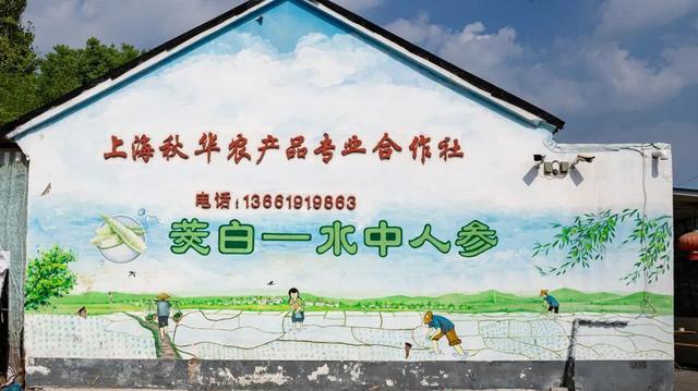速来围观!练塘这里有一墙的风景!(图3) 速来围观!练塘这里有一墙的风景!(图3)