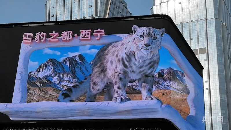 一分钟打卡青海|“豹”走高原 邂逅雪域精灵(图3) 一分钟打卡青海|“豹”走高原 邂逅雪域精灵(图3)