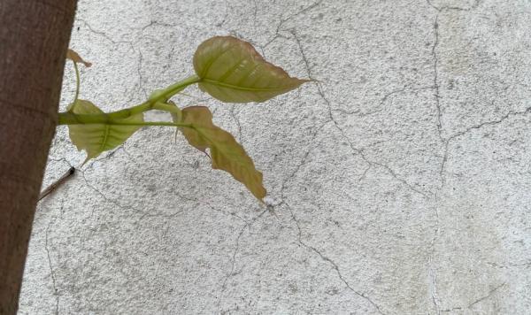 顾村言|石虎印象六题(图5) 顾村言|石虎印象六题(图5)